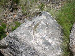 Archaeolacerta bedriagae