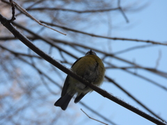 Cyanistes caeruleus