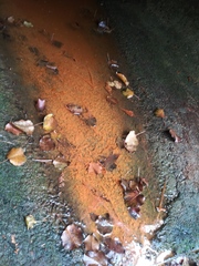 Gallionellaceae