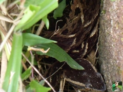 Bothrops jararacussu
