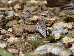Diaethria euclides