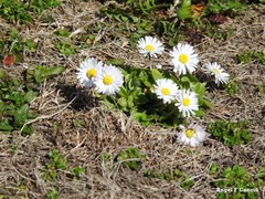 Bellis perennis