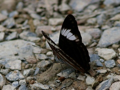 Adelpha ethelda