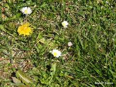 Taraxacum marginellum