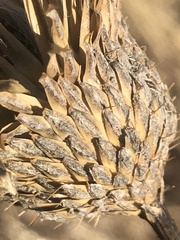 Plectocephalus americanus