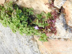 Cymbalaria muralis