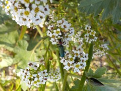 Cartallum ebulinum