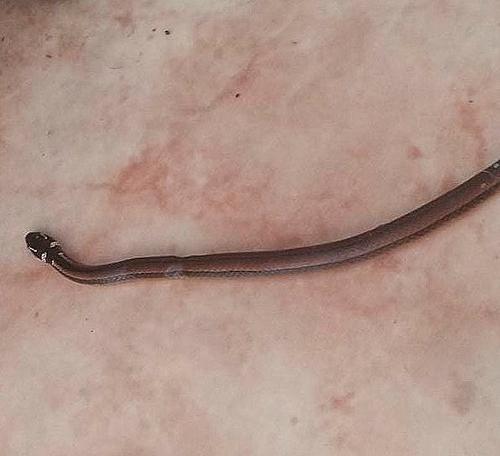 Peninsula Stripeless Snake, Coniophanes meridanus