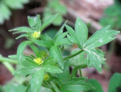 Ranunculus parviflorus