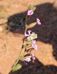 Silene neglecta