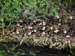 Roseodiscus subcarneus