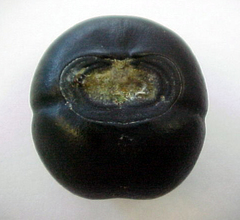 Merremia discoidesperma