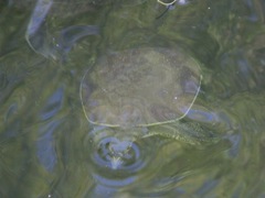 Apalone spinifera pallida