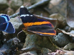 Epiphile eriopis