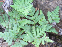 Pentagramma triangularis triangularis