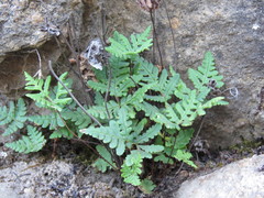 Pentagramma triangularis triangularis