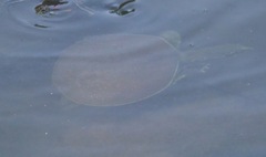 Apalone spinifera pallida