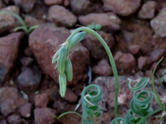 Dipcadi ciliare