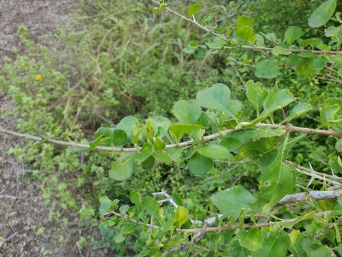 Image of Randia obcordata by (c) Tom Field, some rights reserved (CC BY)