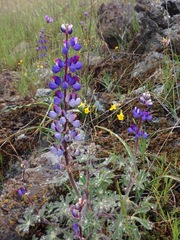 Lupinus spectabilis