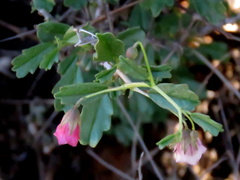 Hermannia spinosa