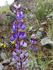 Lupinus spectabilis