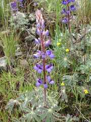 Lupinus spectabilis