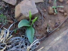 Ophioglossum polyphyllum