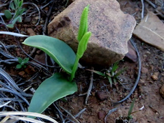 Ophioglossum polyphyllum