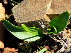 Ophioglossum polyphyllum