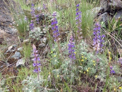 Lupinus spectabilis
