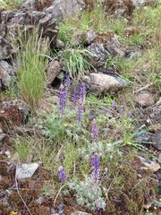 Lupinus spectabilis