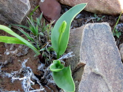 Ophioglossum polyphyllum