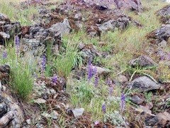 Lupinus spectabilis