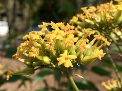 Kalanchoe longiflora