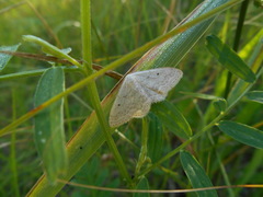 Scopula incanata