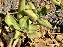 Kalanchoe longiflora