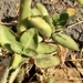 Kalanchoe longiflora - Photo (c) Luis Vigosa, some rights reserved (CC BY-NC), uploaded by Luis Vigosa