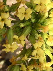 Kalanchoe longiflora