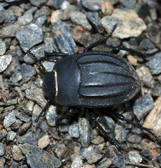 Erodius parvus