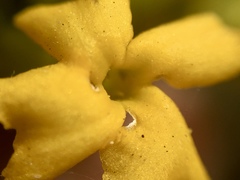 Kalanchoe longiflora