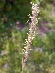 Lycurus phleoides