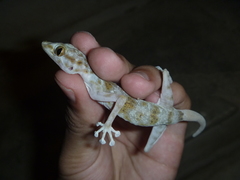 Ptyodactylus hasselquistii