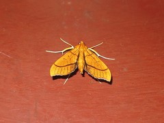 Anarmodia