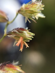 Bouteloua chondrosioides