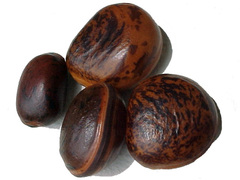 Macropsychanthus comosus