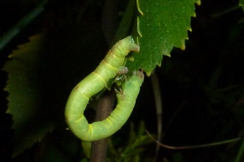 Pilkajuostis Balsvasprindis nuotrauka