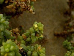 Traganum moquinii