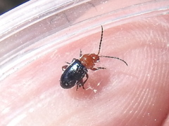 Syphrea flavicollis