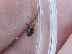 Syphrea flavicollis